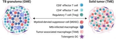 Reinventing the human tuberculosis (TB) granuloma: Learning from the cancer field